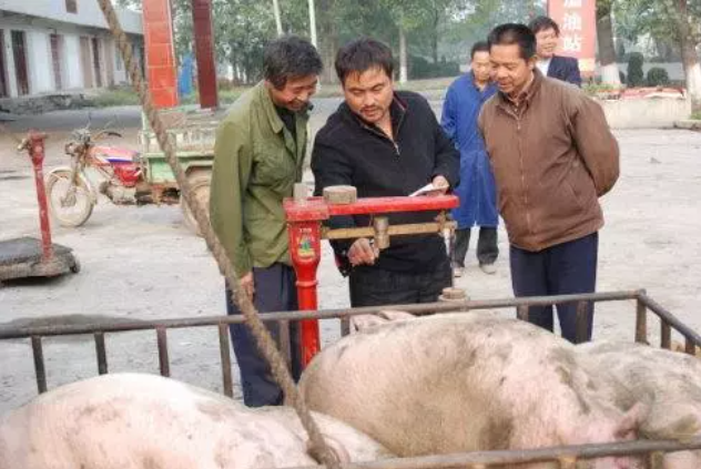 大蓄農(nóng)：收豬人無(wú)意泄露5條收豬潛規(guī)則，原來(lái)豬農(nóng)都是這樣被坑慘的